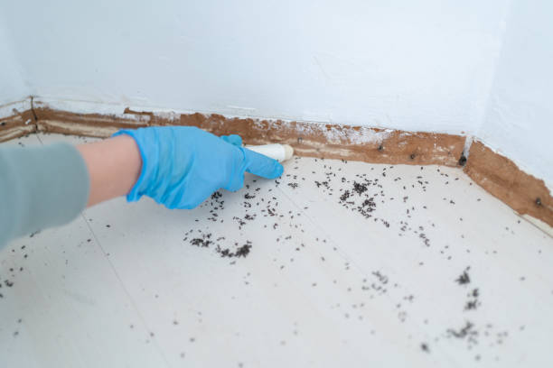 Best Wasp Removal Services  in Glasgow, KY